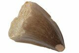Fossil Mosasaur (Prognathodon) Tooth - Morocco #216987-1